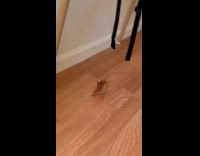 Toddler look at bread slice stand upright