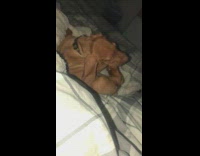 Brown dog chews on its paw 