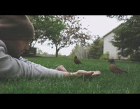 Man lie down grass hand feed birds