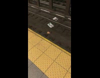 Girls watch and encourage rat dragging pizza slice 