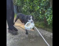 Dog bites water fountain 