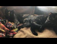 Two black brown cats lay butts touching 