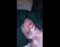 Dog sleeping snoring heavily