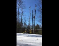 Man cutting trees using electric chainsaws