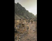 Herd of llamas walk around mountain