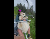 Dog sits on ski lift with guy 