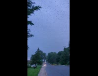 Lots of birds fly above street migration