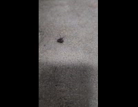 Fly crawls in circles at the ground