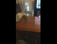 Cockatoo dip biscuit in tea then eat