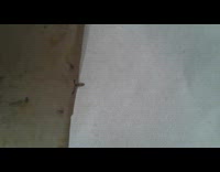 Tiny baby scorpion on paper towel floor