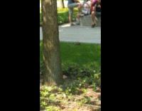 Collab WINY - Squirrel plays and rolls around in grass next to tree