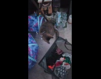 Cat tries reach tail hold by paw