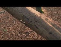 Collab DailyDoseOfInternet - White mushrooms grow on tree trunk leaves 