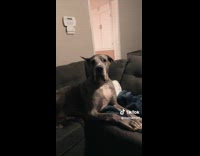 Collab Clips MPUGC2 - Golden retriever guilty of chewing remote