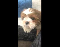 Brown white puppy dog green smoothie cup