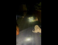 Lions on road park roars at night 