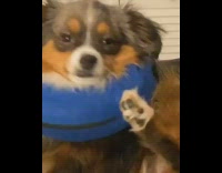 Dog blue neck pillow smells feet