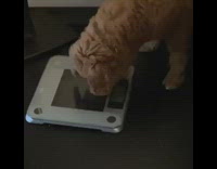 Brown puppy dog digs glass digital scale 