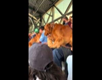 Dog crossing over audiences laps at t-mobile park