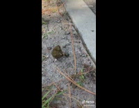 Green dung beetle rolls moves takes poop 