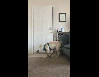 Golden retriever puppy dog lays front door 