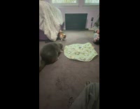 Two cats watch spinning brown feather toy 