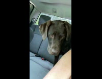 Brown lab eats chip aggressively in car