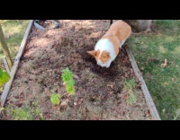 Dog loves to dig soil in garden