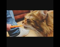 Brown cat eats orange tube treat jeans