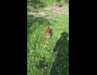 Chicken grabs cigarette from guy then runs 