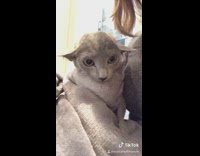 BitchMP - Tiktok grey cat looks like baby yoda 