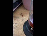 Collab BitchMP - Ladybug drank coffee energy spin