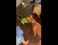 Cat got head stuck inside chips bag