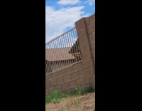 Man sees dog bark sounds like turkey 