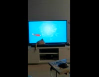 Kitten Tries to Catch Fish in Smart TV