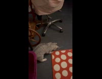 Collab PLC - Owner throws white string cat gives back