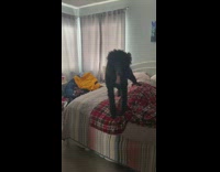 Compilation of poodle stretching and yawning 