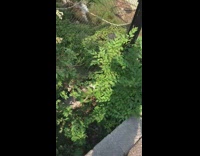 Gibbon monkey calls and sings to each other at the zoo Part 1