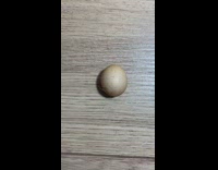 Small chicken egg beside normal size egg