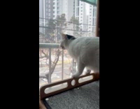 Cat stares at window sounds like monkey 
