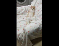 Collab DailyDoseOfInternet - Cat sit lazy on couch floral sheets
