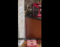 Whole watermelon explodes all over kitchen fail