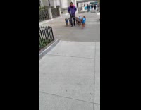 Man walks dogs with the same harness