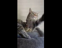 Girl teases cat with one arm 