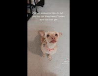 Small dog shows off toy box