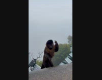 Wild brown monkey shows middle finger to tourists