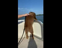 Dog riding on boat standing up excited and jumping 