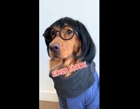 Dogs in Incredibles Costume Sits Still in Place