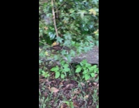 Fallen tree with a grown tree on it