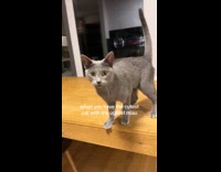 Grey cat loud meow hiss